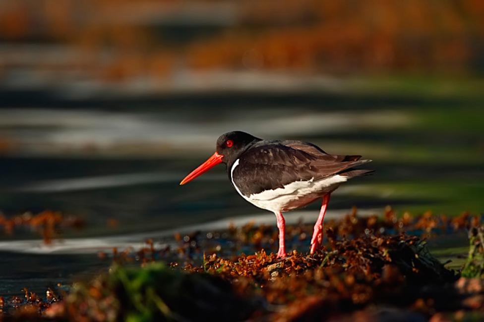 Ostrero noruego (Haematopus ostralegus)